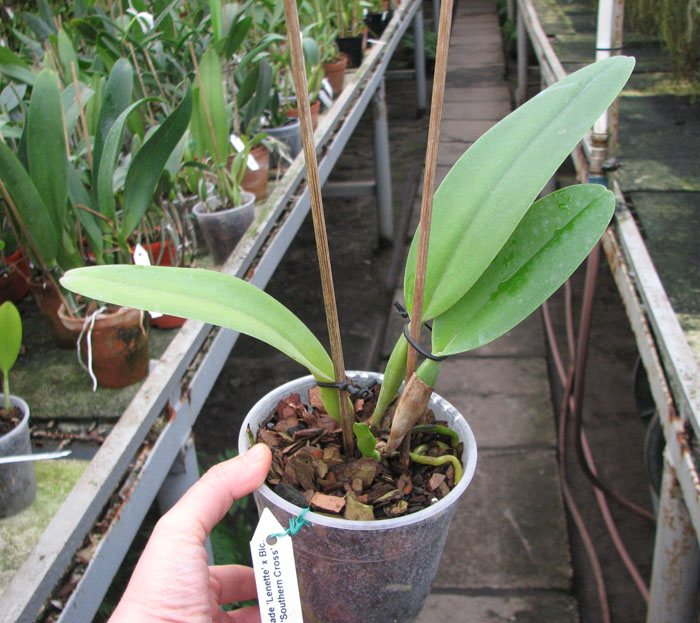 Brassolaeliocattleya Neil McDade 'Lenette' x Brassolaeliocattleya George King 'Southern Cross'.jpg