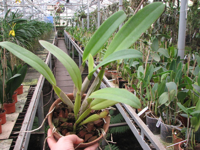 Cattleya Suzanne Hye (Cattleya gaskelliana alba x Cattleya mossiae wagneri).jpg