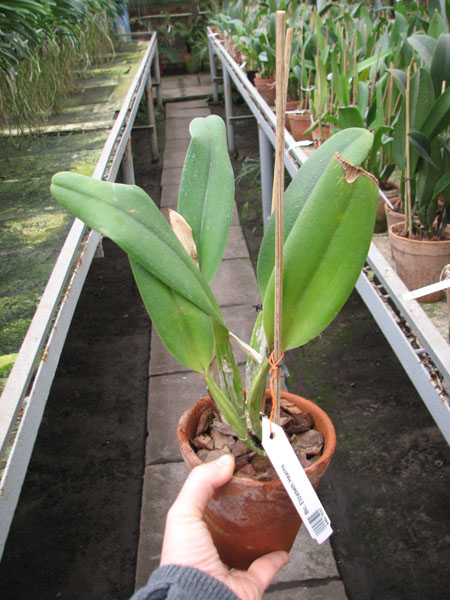 Brassolaeliocattleya Elizabeth Hearns.jpg