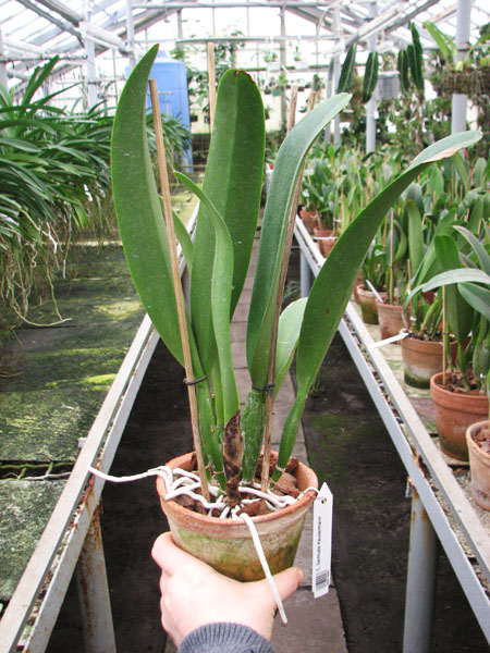 Cattleya Gertrude Hausermann.jpg