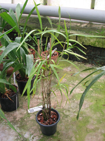 Dendrobium hancockii.jpg