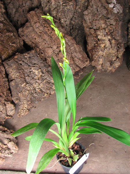 Odontocidium Yellow Tiger.jpg