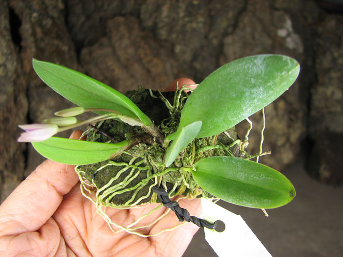 Meiracyllium trinasutum.jpg