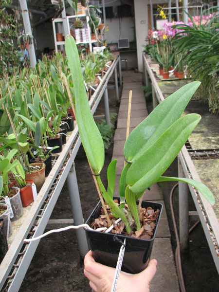 Cattleya warneri suavissima 'Ricardo Bells' x Cattleya warneri alba 'Perim'.JPG