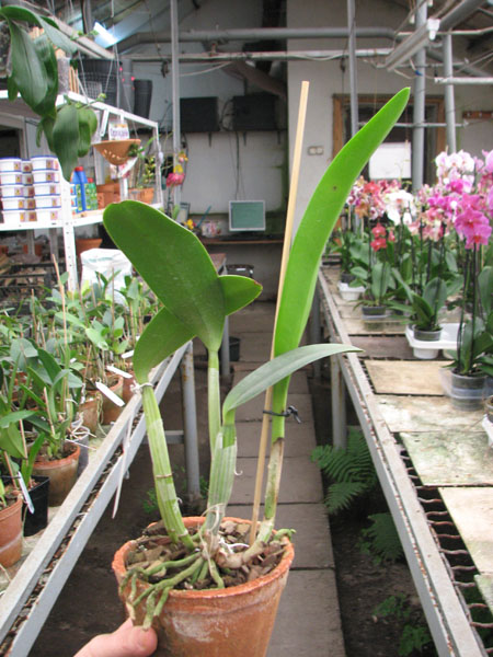 Cattleya lueddemanniana alba 'OMG' x Cattleya lueddemanniana coerulea 'Siquesique'.jpg