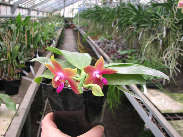 Phalaenopsis tetraspis 'C1' x Phalaenopsis KS Happy Eagle.jpg