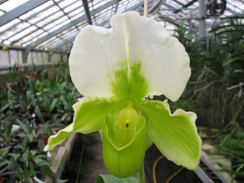 Paphiopedilum Sorcerer's Stone.jpg