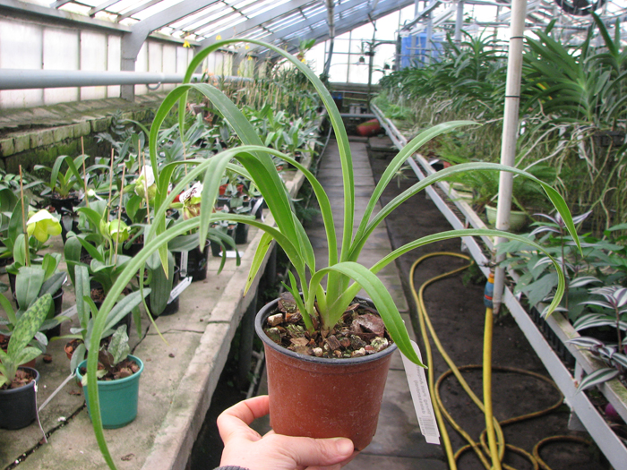 Phragmipedium Petit Anquette (pearcei x dalessandroi).jpg