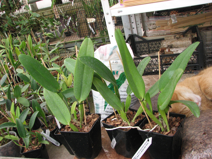 Cattleya warneri suavissima 'Ricardo Bells' x Cattleya warneri alba 'Perim'.jpg