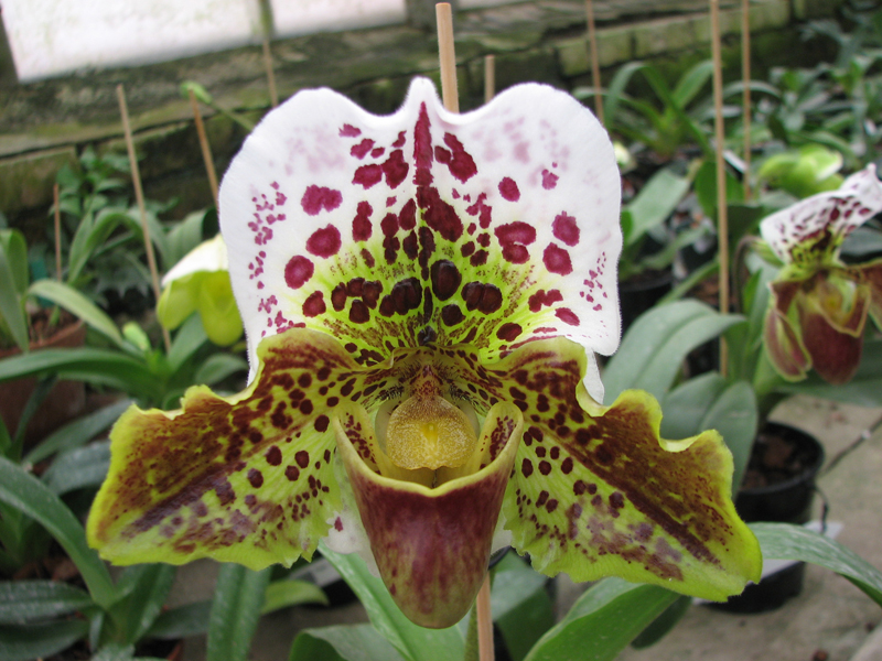 Paphiopedilum Shining World x Memory Heinrich Duerbusch.jpg