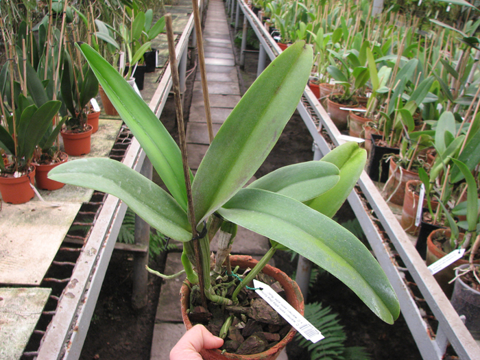 Cattleya warneri semi alba (boa forma) x Cattleya warneri semi alba 'Rubi'.jpg