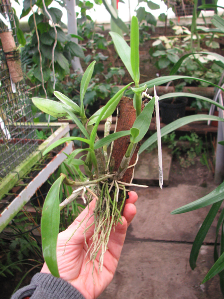 Dendrobium Gold Papillon 'Liberty Bell'.jpg