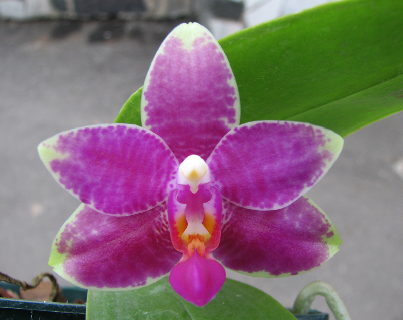 Phalaenopsis Grosbeak.jpg