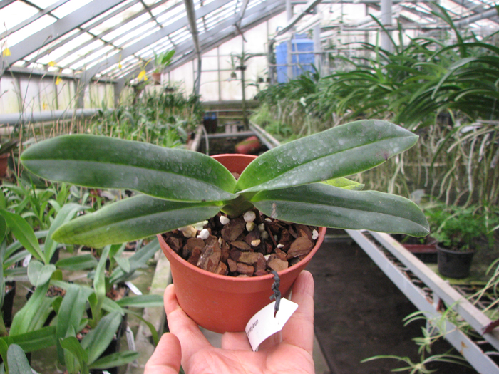Paphiopedilum hangianum.jpg