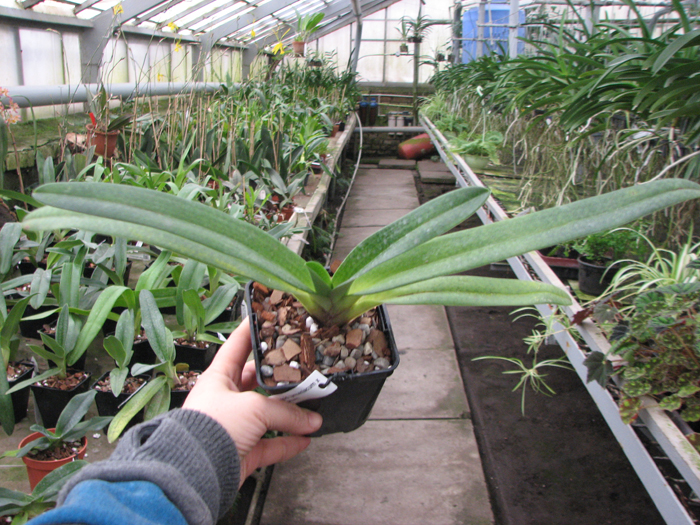 Paphiopedilum Dollgoldi (armeniacum x rothschildianum).jpg