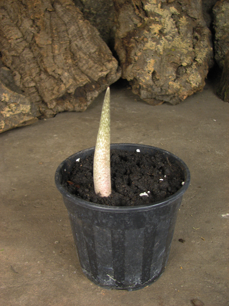 Amorphophallus paeoniifolius.jpg