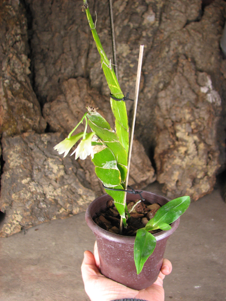 Dendrobium platycaulon.jpg