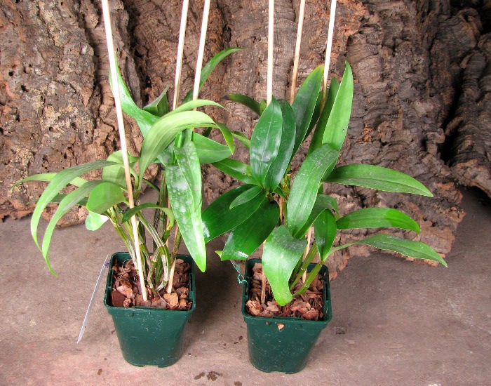 Dendrobium thyrsiflorum.JPG
