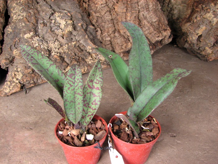 Psychopsis Mendenhall 'Hildos'.JPG