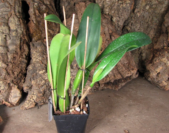 Cattleya Earl 'Imperialis' x Brassolaeliocattleya Ranger Six 'Aok' x Brassavola digbyana 'Mr. Pig'.JPG
