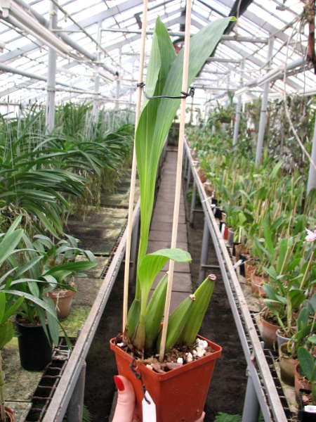 Lycaste macrophylla.JPG
