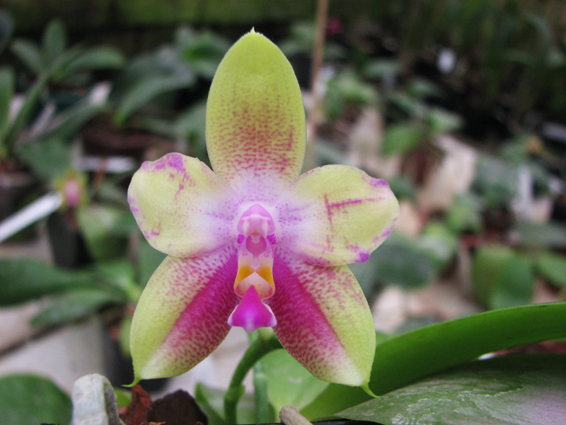 Phalaenopsis Jennifer Palermo x Phalaenopsis LD's Bear Queen.jpg