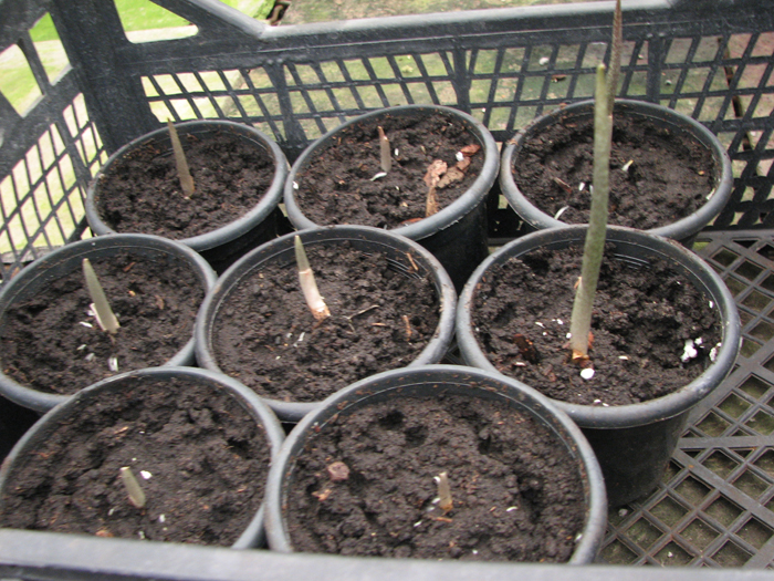 Amorphophallus paeoniifolius.jpg