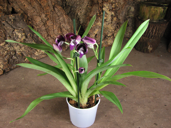 Miltoniopsis 1.jpg