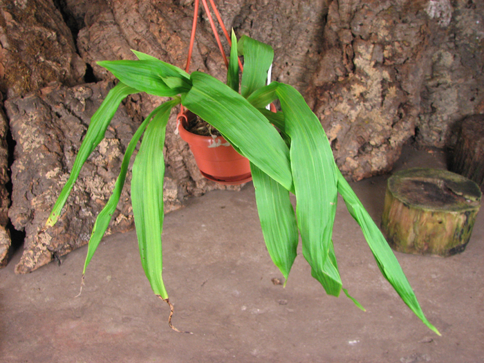 Paphinia litensis.jpg