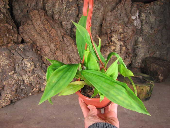 Paphinia neudeckeri.jpg