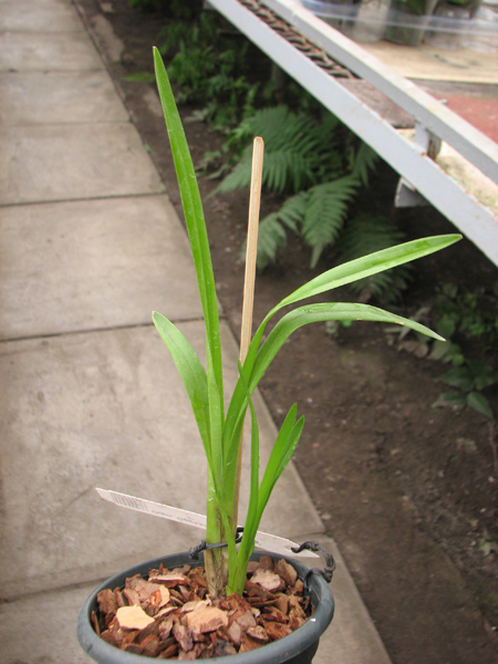 Odontoglossum Geyser Gold 'Okika'.jpg