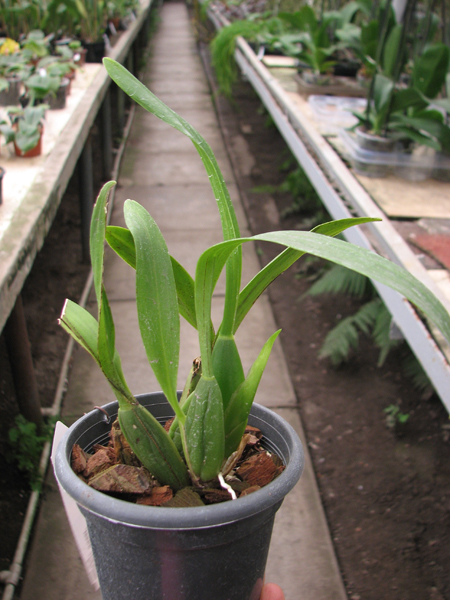 Oncidium Namboh Waltz 'Boso Sweet'.jpg