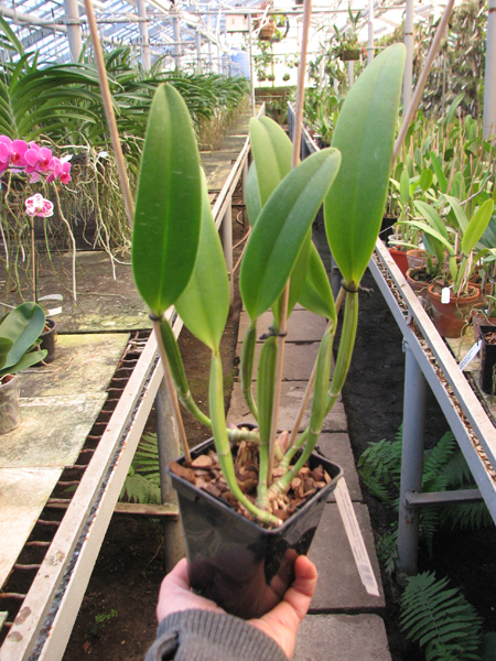 Cattleya lueddemanniana tipo 'Royal Flash' x Cattleya lueddemanniana tipo 'Drago'.jpg