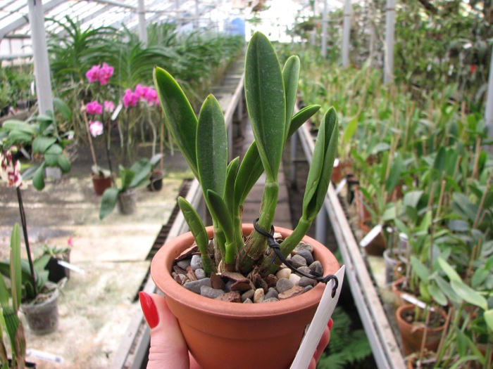 Laelia ghillanyi.JPG