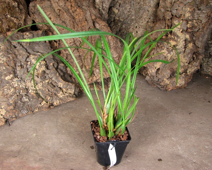 Maxillaria tenuifolia.JPG