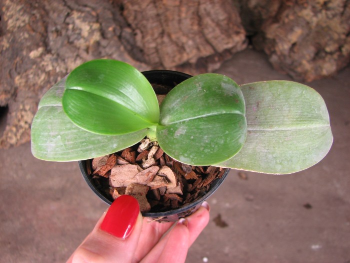 Phalaenopsis KS Happy Eagle.JPG