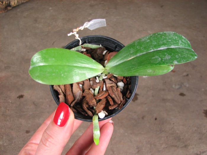 Phalaenopsis Dou-dii Rose.JPG