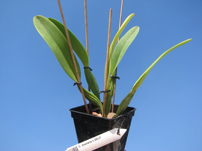 Cattleya dowiana x SELF.jpg