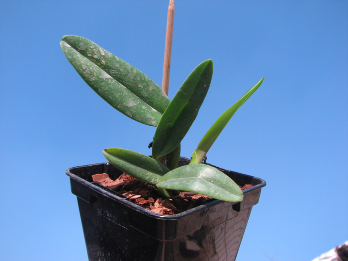 Cattleya labiata 'Yellow Eyes' x self.jpg