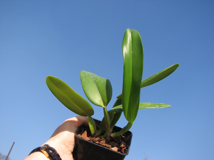Cattleya warneri concolor x SELF.jpg