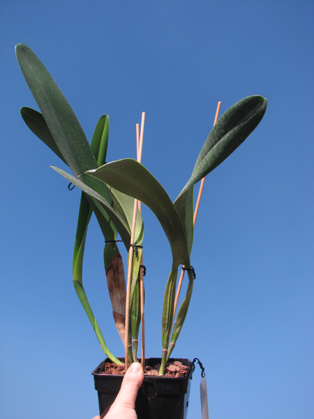 Laelia purpurata estriata suave 'AWZ' x Laelia purpurata estriata suave 'Pedra Azul'.jpg
