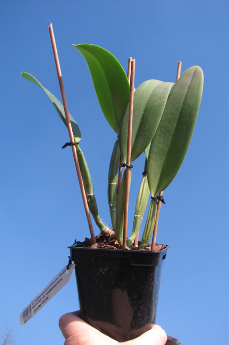 Cattleya lueddemanniana coerulea 'Pedra Azul' XXX x Cattleya lueddemanniana coerulea 'Caribe'.jpg