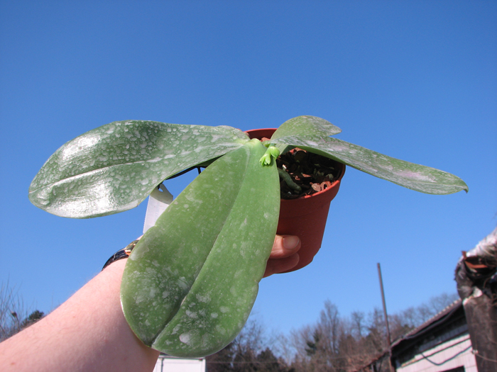 Phalaenopsis Princess Kailuani (violacea x amboinensis).jpg