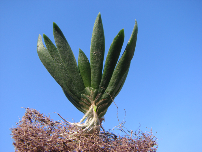 Ornithocephalus gladiatus.jpg