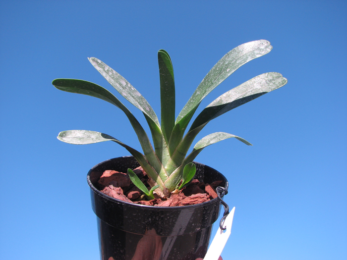 Angraecum magdalenae.jpg