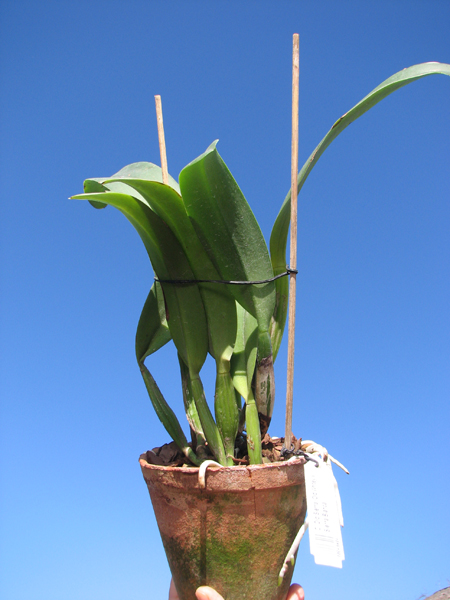 Cattleya Old Sierra (Old Whitey x Sierra Blanca).jpg