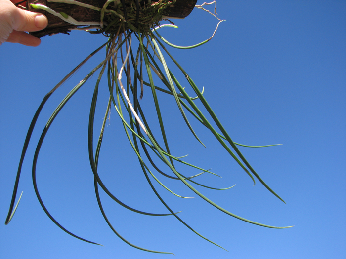 Brassavola cucullata.jpg
