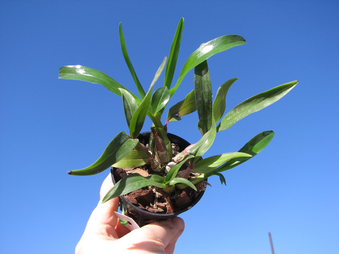 Dendrobium Hibiki (laevifolium x bracteosum).jpg