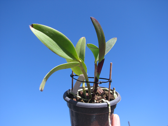 Cattleya Jungle Eyes 'ORCHIS'.jpg