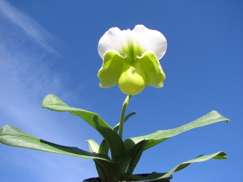 Paphiopedilum Sorcerer's Stone.jpg